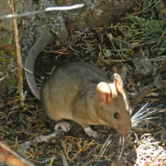 Bushy-tailed Woodrat thumbnail 3