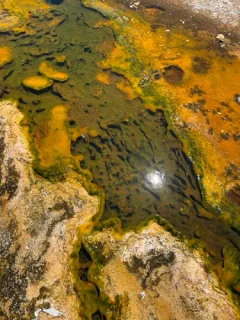 Sulfolobus solfataricus thumbnail 4