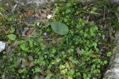 New Zealand bittercress thumbnail 3