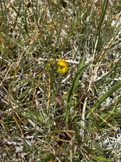 Pyrrocoma plantaginea thumbnail 3