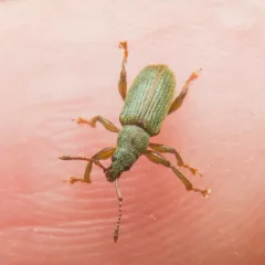 Arborvitae Weevil thumbnail 4