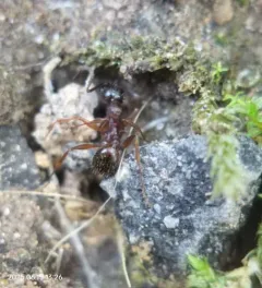 Winnow Ant thumbnail 4