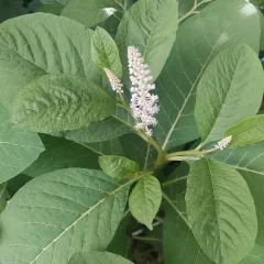 Indian Pokeweed thumbnail 3
