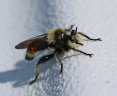 Laphria fernaldi thumbnail 2