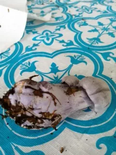 Cortinarius lilacinus thumbnail 2
