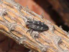 Sifting Metallic Wood-borer thumbnail 4
