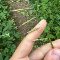 nodding semaphore grass thumbnail 4