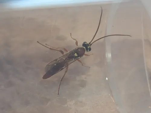 Rictichneumon residuus