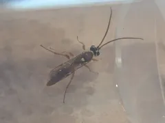 Rictichneumon residuus thumbnail 1