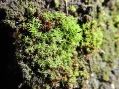Red Beard-moss thumbnail 3