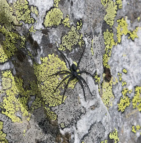 Melocosa fumosa