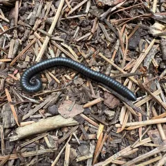 Californiulus parvior thumbnail 3