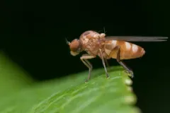 Callomyia calla thumbnail 2