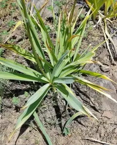 Cusick's Camas thumbnail 4