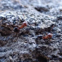 Cherry Acrobat Ant thumbnail 3