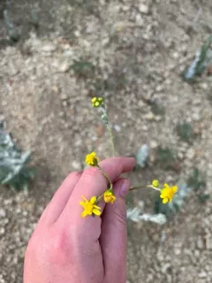 Ertter's Ragwort thumbnail 3