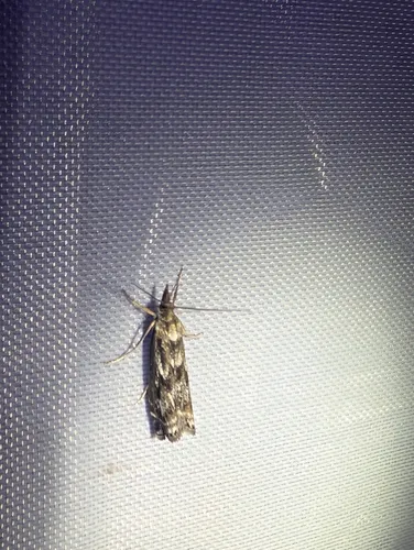 Crambus alienellus