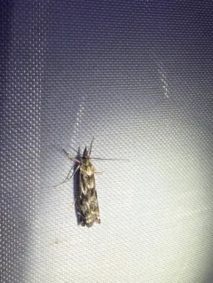 Crambus alienellus thumbnail 1