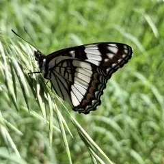 Weidemeyer's Admiral thumbnail 3