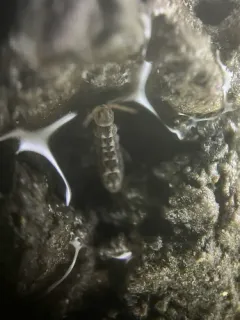 Isotomurus maculatus thumbnail 2