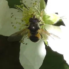Confusing Wood Fly thumbnail 4