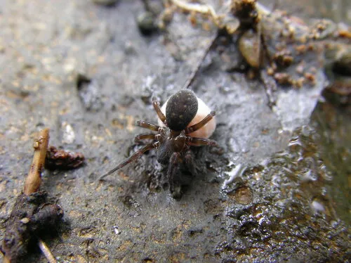 Cybaeopsis spenceri