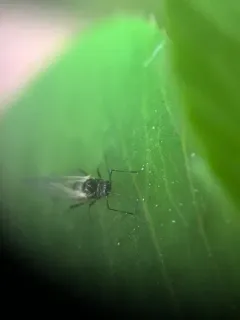 Short-beaked Clover Aphid thumbnail 1