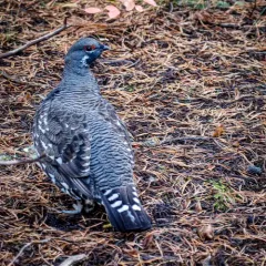 Spruce Grouse thumbnail 4