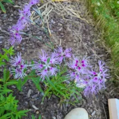 Fringed Pink thumbnail 2