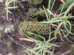 Green Moss-shingle Lichen thumbnail 3
