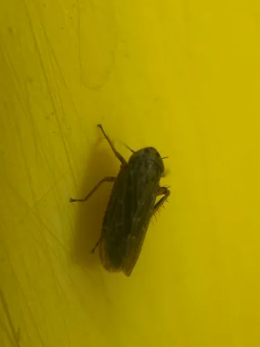 Deltocephalus fuscinervosus