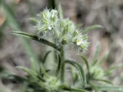 Sand Dune Cryptantha thumbnail 4
