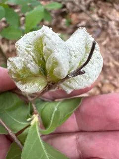 Rhododendron Leaf Gall thumbnail 4