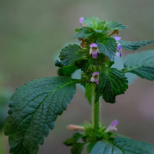 Bifid Hemp-nettle