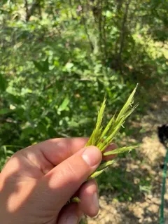 Chinook brome thumbnail 4