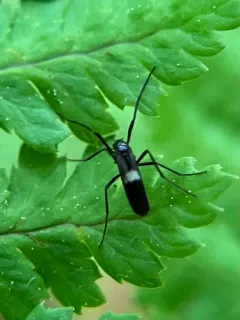 Chasmatonotus unimaculatus thumbnail 2