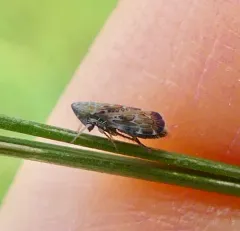 Errastunus ocellaris thumbnail 4