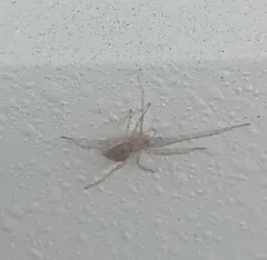 Long-legged Ghost Spider thumbnail 4