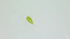 Mallomonas caudata thumbnail 4