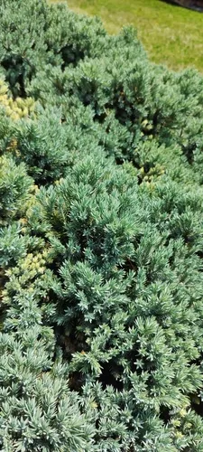flaky juniper