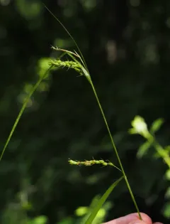 Davis' sedge thumbnail 4