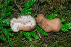 Balsamia oregonensis thumbnail 4