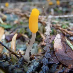 swamp beacon thumbnail 4