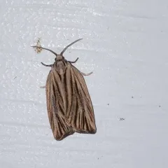 Striated Tortrix Moth thumbnail 4