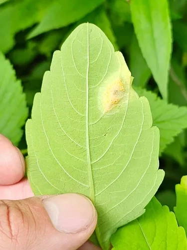 Aecidium impatientis-capensis