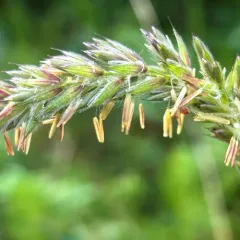 Northwestern Wildrye thumbnail 4