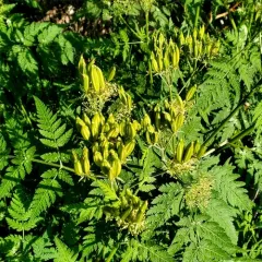 sweet cicely thumbnail 4