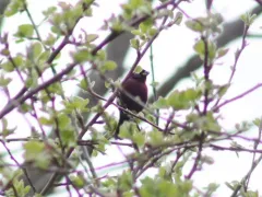 Varied Bunting thumbnail 3