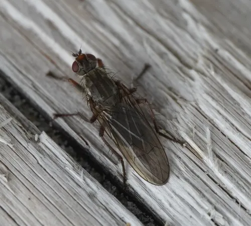 Scathophaga frigida