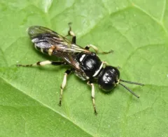 Crossocerus maculipennis thumbnail 3